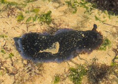 Dendrodoris krebsii