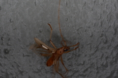 Eburia paraegrota