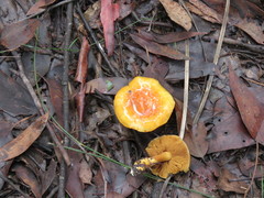 Cortinarius sinapicolor