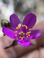Phemeranthus calycinus