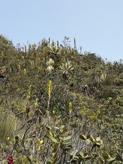 Puya ochroleuca