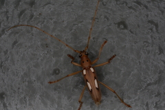 Eburia paraegrota