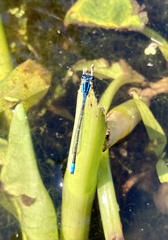Enallagma geminatum