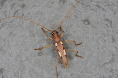 Eburia paraegrota
