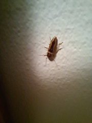 Conoderus vespertinus