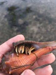 Clibanarius infraspinatus