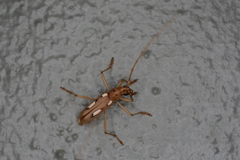 Eburia paraegrota