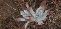 Dudleya farinosa