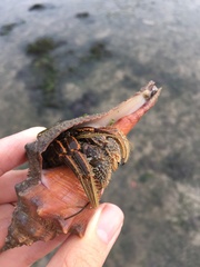 Clibanarius infraspinatus