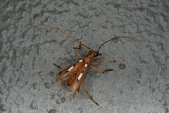Eburia paraegrota