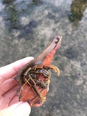 Clibanarius infraspinatus