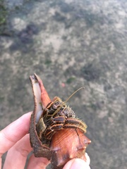 Clibanarius infraspinatus