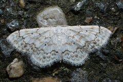 Idaea obfusaria