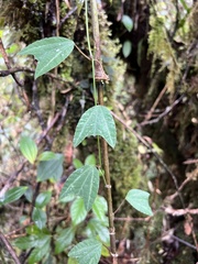 Passiflora alnifolia