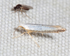 Argyresthia subreticulata