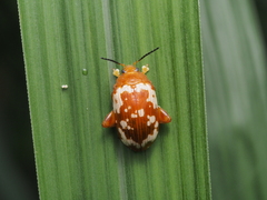 Asiophrida spectabilis