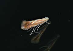 Phyllonorycter basistrigella