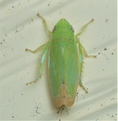 Memnonia flavida