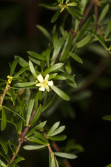 Micrantheum hexandrum