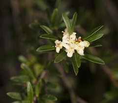 Micrantheum hexandrum