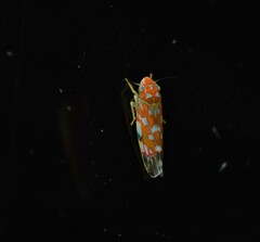Erythroneura rubra