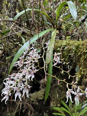 Cyrtochilum ramosissimum