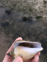 Laevistrombus canarium