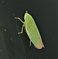Memnonia flavida