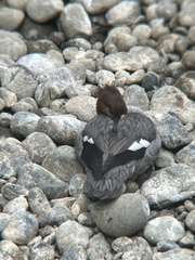Mergus merganser americanus