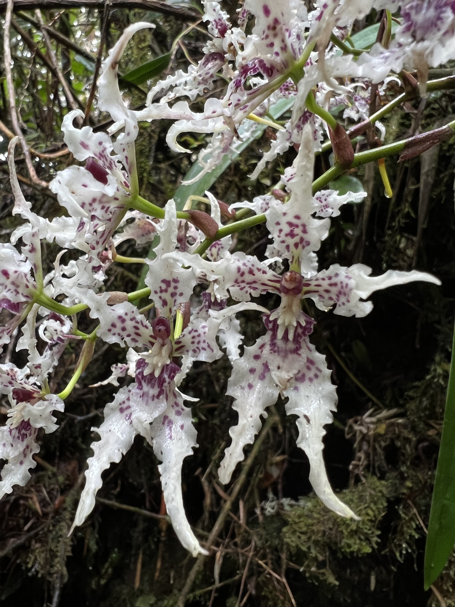 Cyrtochilum sodiroi (Rchb.f.) Kraenzl.