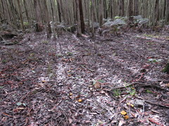 Cortinarius sinapicolor