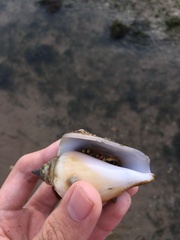 Laevistrombus canarium