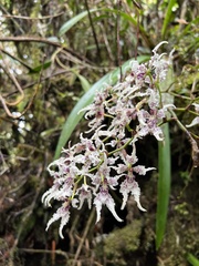 Cyrtochilum ramosissimum