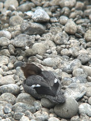 Mergus merganser americanus
