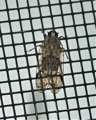 Melanoliarus placitus