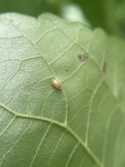 Caryomyia eumaris