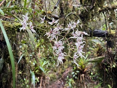 Cyrtochilum ramosissimum