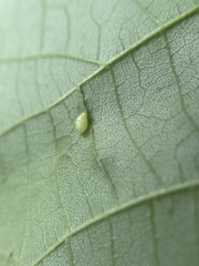 Caryomyia eumaris