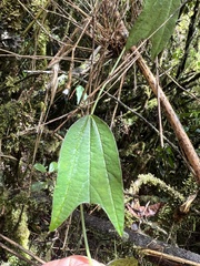 Passiflora alnifolia