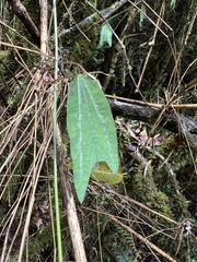 Passiflora alnifolia