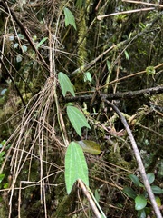 Passiflora alnifolia