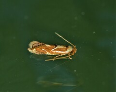 Philonome clemensella