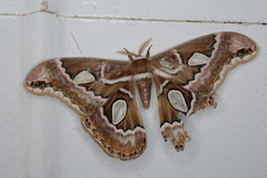 Rothschildia cinctus
