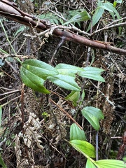 Passiflora alnifolia