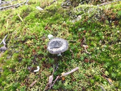 Entoloma percrinitum