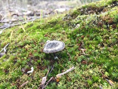 Entoloma percrinitum