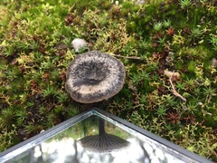 Entoloma percrinitum