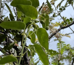 Passiflora gracillima