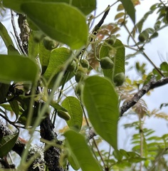 Passiflora gracillima