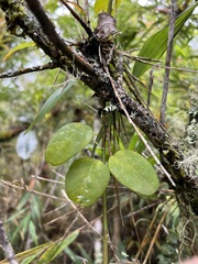 Passiflora gracillima